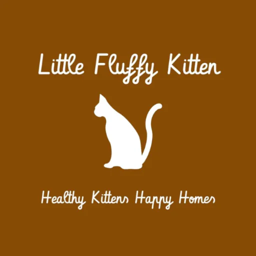 Little Fluffy Kitten